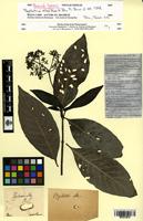 Type? of Psychotria alba Ruiz & Pav. [family RUBIACEAE]