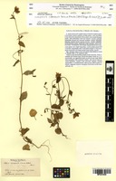 Isosyntype of Campanula sidoniensis Boiss. & Blanche [family CAMPANULACEAE]