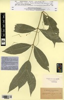 Isotype of Glyptopetalum zeylanicum Thwaites [family CELASTRACEAE]