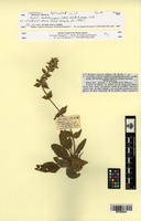 Type? of Stachys barbata Lapeyr. [family LAMIACEAE]