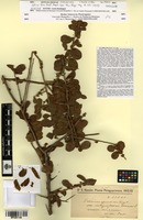 Isosyntype of Schinus ferox Hassl. [family ANACARDIACEAE]
