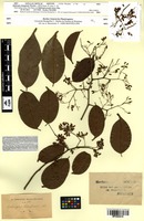 Isotype of Dalbergia championii Thwaites [family FABACEAE]