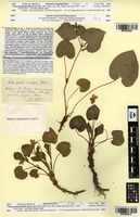 Type? of Viola pseudomirabilis H.J.Coste [family VIOLACEAE]