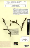 Isosyntype of Heliotropium bahiense DC. [family BORAGINACEAE]