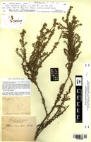 Type? of Aster ramulosus Labill. [family ASTERACEAE]