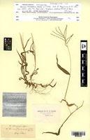Isosyntype of Panicum fenestratum A.Rich. [family POACEAE]