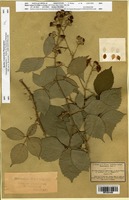 Isosyntype of Rubus winteri Focke [family ROSACEAE]