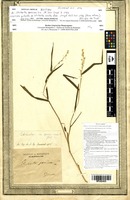 Type? of Ehrharta erecta Lam. [family POACEAE]