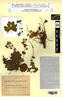 Isosyntype of Alchemilla micans Buser [family ROSACEAE]