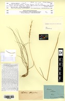 Type? of Bromus strigosus M.Bieb. [family POACEAE]