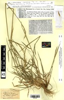 Isosyntype of Aegilops sharonensis Eig [family POACEAE]