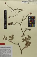 Isotype of Rosa jacetana P.Monts. [family ROSACEAE]