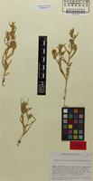Isotype of Salsola halimocnemis Botsch. [family CHENOPODIACEAE]