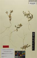 Isotype of Corispermum afghanicum Podlech [family CHENOPODIACEAE]
