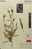 Isolectotype of Astragalus algarbiensis Bunge [family FABACEAE]