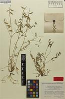 Isotype of Astragalus bossuensis Popov [family FABACEAE]