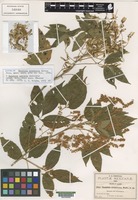 Isotype of Thouinia acuminata S. Watson [family SAPINDACEAE]