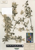 Type of Iresine discolor Greenm. [family AMARANTHACEAE]