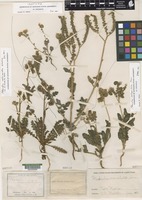 Isotype of Phacelia crenulata Torr. ex S. Watson [family BORAGINACEAE]