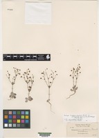 Isotype of Eriogonum angulosum Benth. [family POLYGONACEAE]