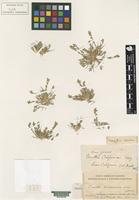 Isotype of Orcuttia californica Vasey [family POACEAE]