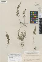Isotype of Asplenium filipes Copel. [family ASPLENIACEAE]