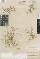 Isotype of Gomphrena pringlei Coulter & Fisher [family AMARANTHACEAE]