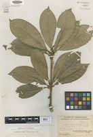 Isotype of Skimmia euphlebia Merr. [family RUTACEAE]