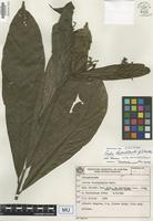 Isotype of Cordia hatschbachii J. S. Miller [family BORAGINACEAE]