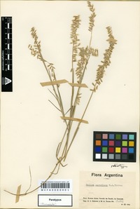 Type of Melica parodiana Torres [family POACEAE]