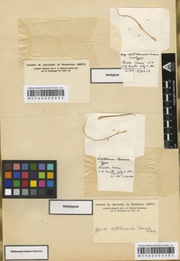 Isotype of Willkommia texana Hitchc. [family POACEAE]