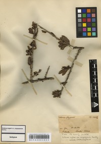 Isotype of Schinus engleri F.A. Barkley var uruguayensis F.A. Barkley [family ANACARDIACEAE]