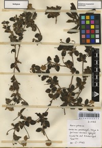 Isotype of Gomphrena uruguayensis Suesseng. [family AMARANTHACEAE]