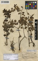 Isolectotype of Peperomia arechavaletae A. C. P. de Candolle [family PIPERACEAE]