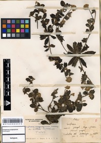 Isotype of Gomphrena uruguayensis Suesseng. [family AMARANTHACEAE]