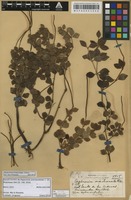 Isolectotype of Peperomia arechavaletae A. C. P. de Candolle [family PIPERACEAE]
