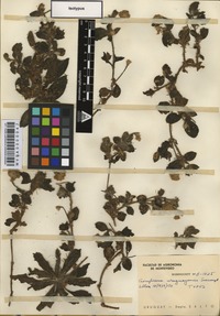 Isotype of Gomphrena uruguayensis Suesseng. [family AMARANTHACEAE]