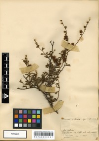 Holotype of Mimosa australis Izag. & Beyhaut [family LEGUMINOSAE]