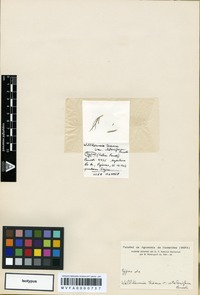 Isotype of Willkommia texana Hitchc. var. stolonifera Parodi [family POACEAE]