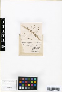 Isotype of Melica bonariensis Parodi [family POACEAE]