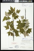 Paratype of Acer x freemanii A.E.Murray [family SAPINDACEAE]