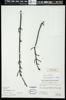 Holotype of Acer x freemanii A.E.Murray [family SAPINDACEAE]