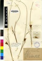Holotype of Romulea camerooniana Baker [family IRIDACEAE]
