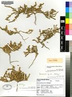 Holotype of Sarcocornia freitagii S.Steffen, Mucina & G.Kadereit [family CHENOPODIACEAE]