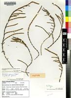 Holotype of Sarcocornia tegetaria S.Steffen, Mucina & G.Kadereit [family CHENOPODIACEAE]
