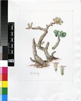 Tylecodon torulosus Toelken