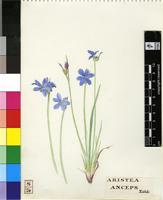 Aristea abyssinica Pax