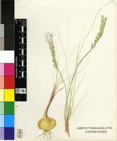 Ornithogalum juncifolium Jacq.