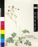 Pelargonium sidaefolium (Thunb.) R.Knuth