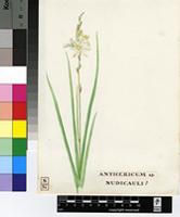 Chlorophytum cooperi (Baker) Nordal